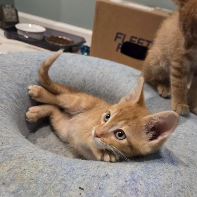 A baby small-sized male Orange / Red Domestic Short Hair cat named Piglet for adoption in Normal, IL
