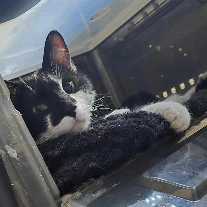 A young medium-sized female Black Domestic Short Hair cat named Mama Sugah for adoption in Denver, CO