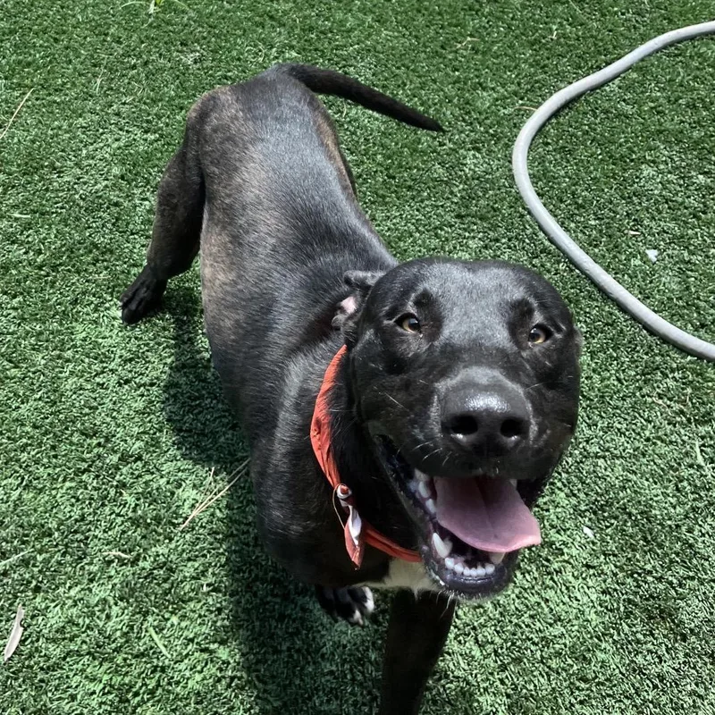 An adult medium-sized male Black Coonhound dog named Tito for adoption in Richmond Hill, GA