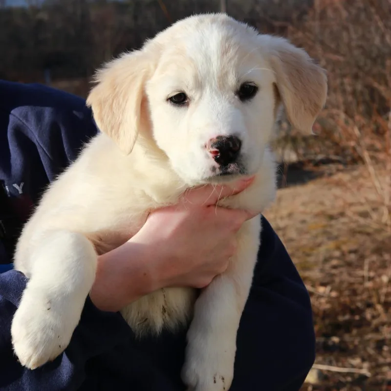 Ct Tundra Avail Apr thumbnail 2