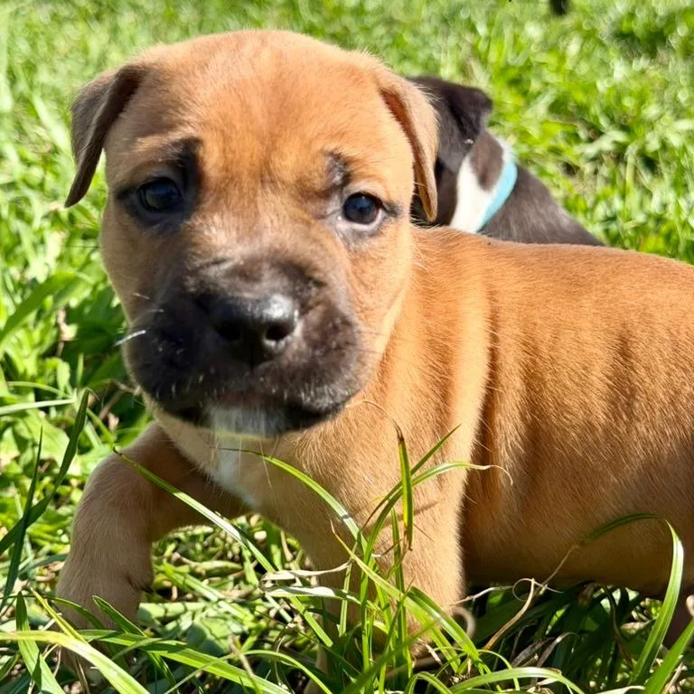 A baby small-sized male Yellow / Tan / Blond / Fawn Mixed Breed dog named Slalom for adoption in Gainesville, FL