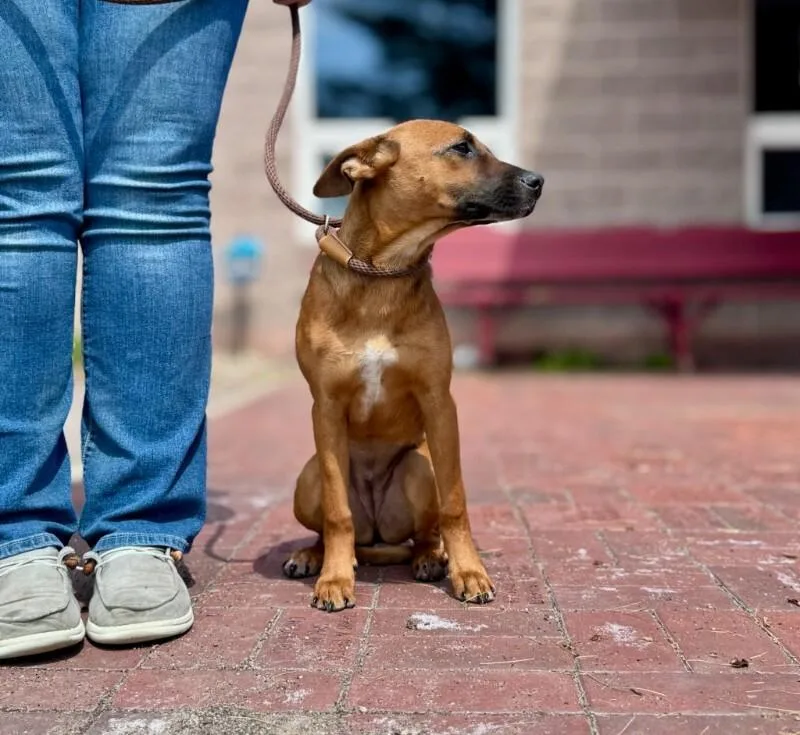 A young medium-sized female Red / Chestnut / Orange Mixed Breed dog named Copper for adoption in Wooster, OH