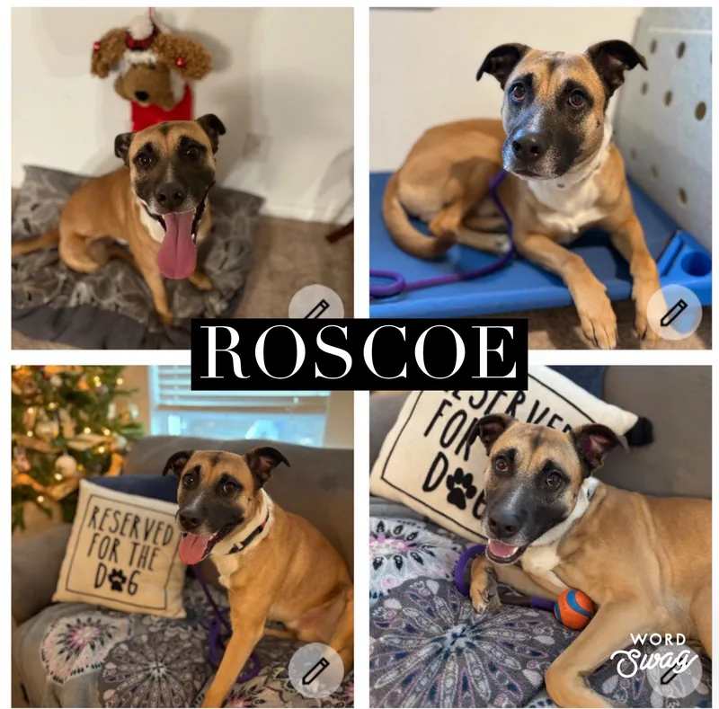 Roscoe thumbnail 4