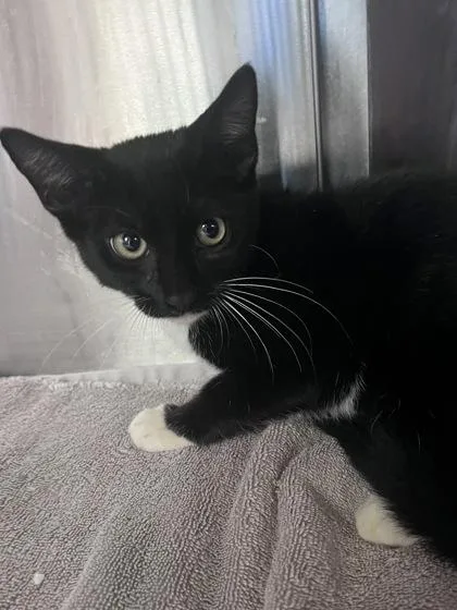 A baby small-sized female Domestic Short Hair cat named Orca for adoption in Houston, TX