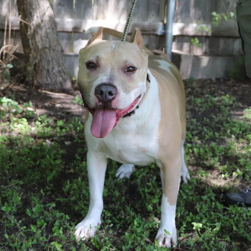 An adult large-sized male Pit Bull Terrier dog named Leo for adoption in San Antonio, TX