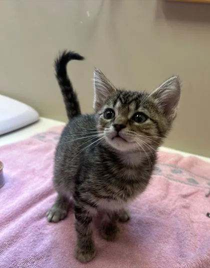 A baby small-sized female Domestic Short Hair cat named Stevie Knicks for adoption in Fishers, IN