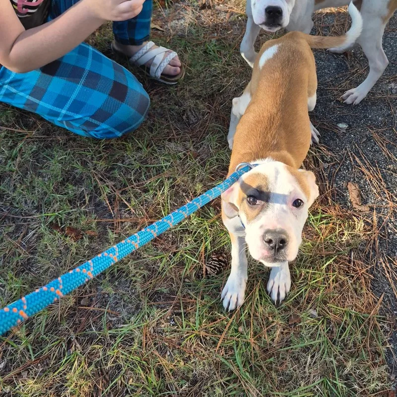 A baby small-sized female Brown / Chocolate Mixed Breed dog named StrayJoyRoad for adoption in Columbus, GA