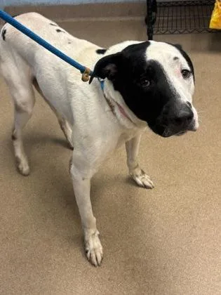 An adult large-sized male Mixed Breed dog named Mitch for adoption in Chamblee, GA