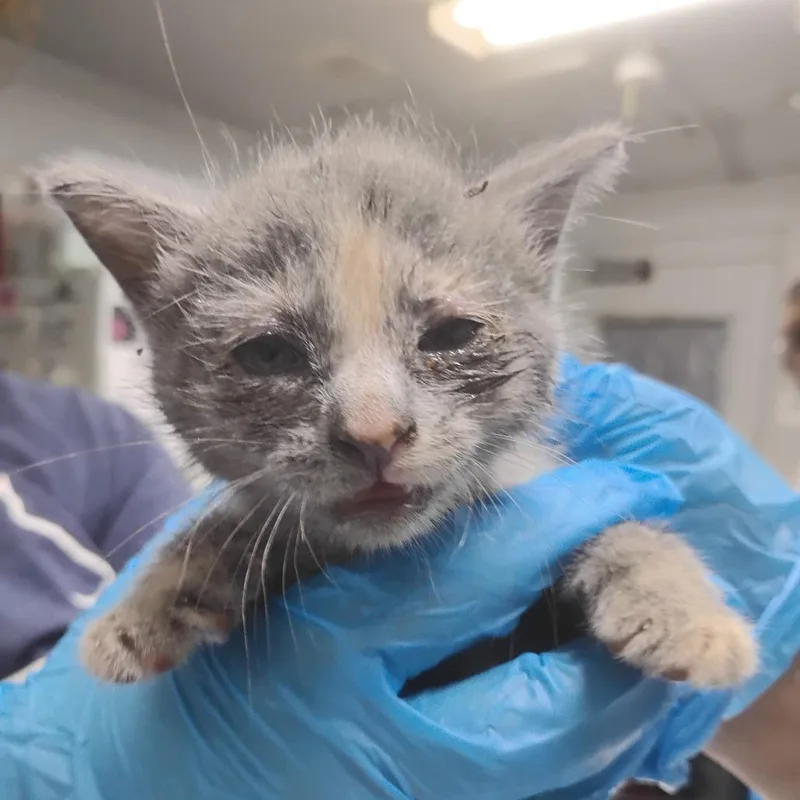 A baby small-sized female Tortoiseshell Domestic Short Hair cat named Velina for adoption in Summerville, SC