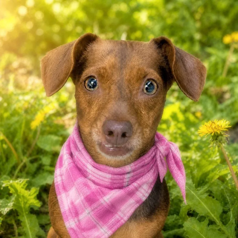 An adult small-sized female Brown / Chocolate Chihuahua dog named Rue for adoption in Boerne, TX
