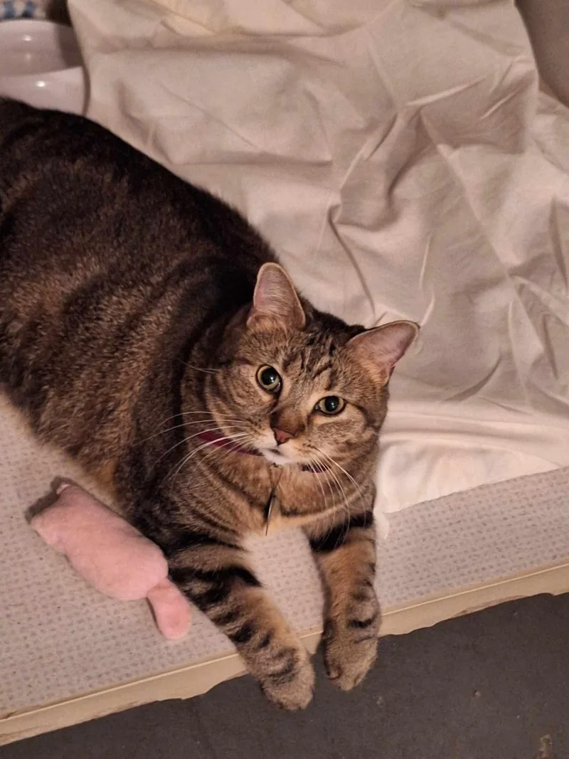 An adult large-sized female Domestic Short Hair cat named Pepper for adoption in Granite City, IL
