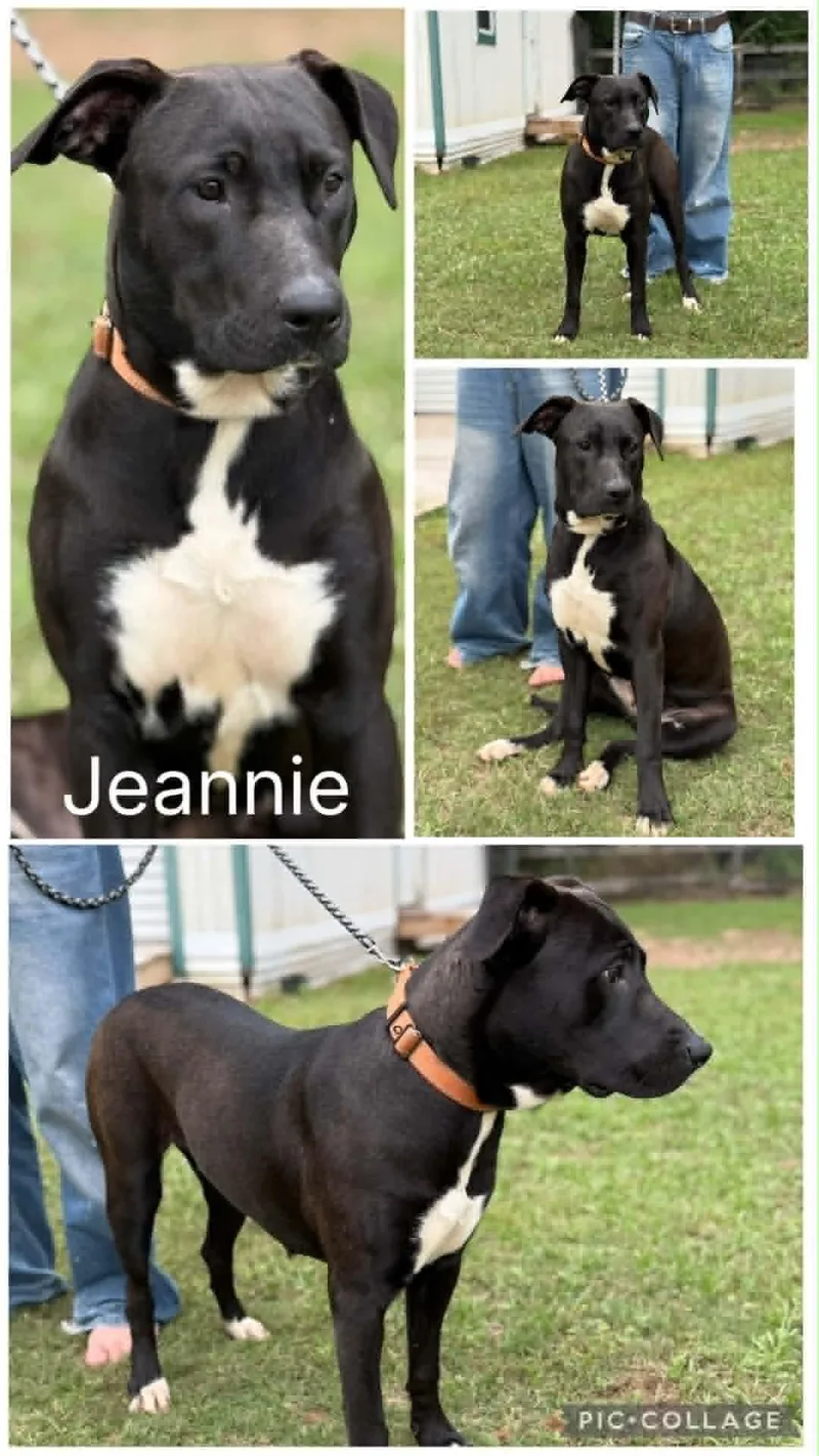 A young medium-sized female Black Labrador Retriever dog named Jeannie for adoption in Enterprise, AL