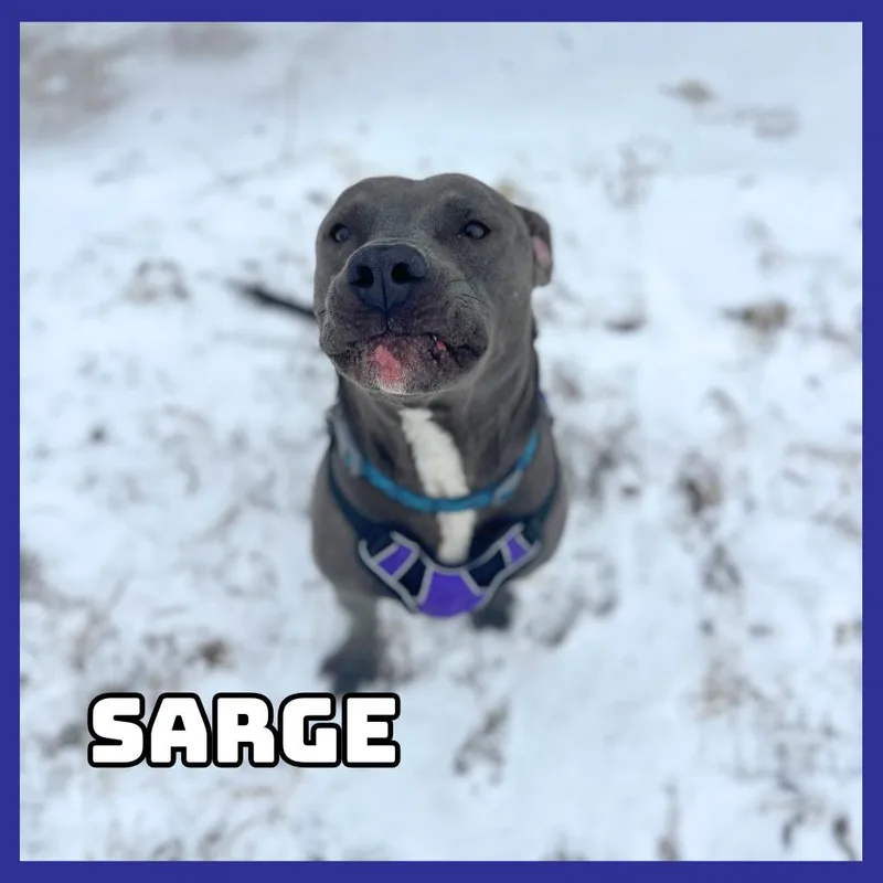 Sarge thumbnail 2