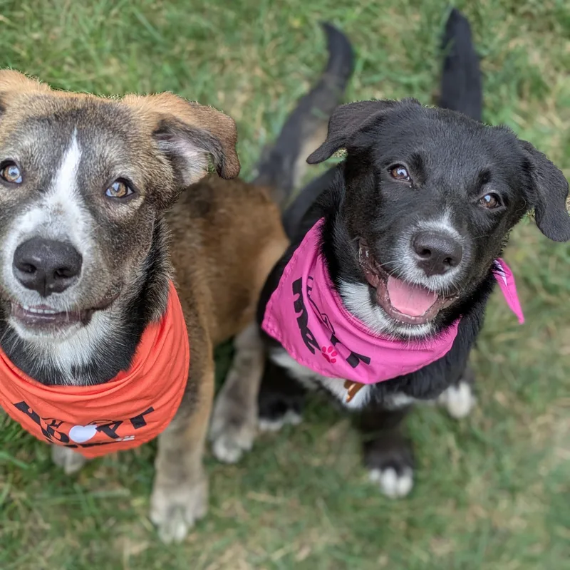 A baby medium-sized female Black Mixed Breed dog named Scout for adoption in Normal, IL