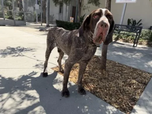An adult large-sized male German Shorthaired Pointer dog named Cash for adoption in San Pedro, CA