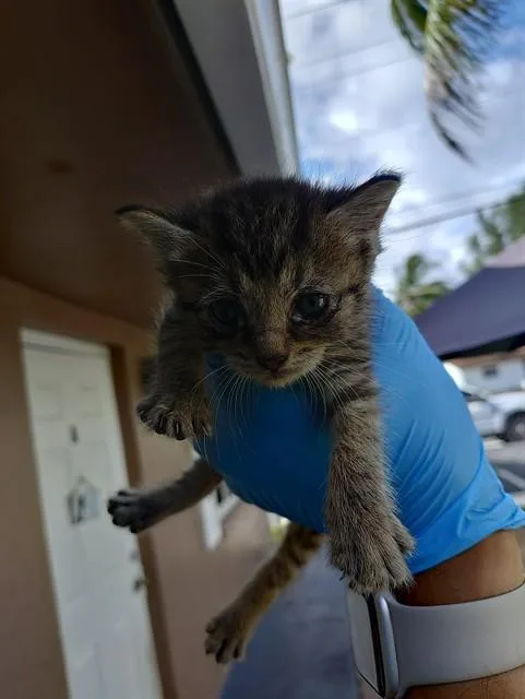 A baby small-sized female Domestic Short Hair cat named Furrgie for adoption in Fort Lauderdale, FL