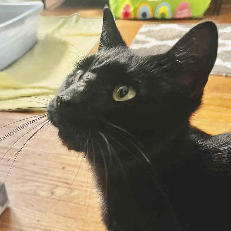 An adult medium-sized female Domestic Short Hair cat named Cici for adoption in Fairport, NY