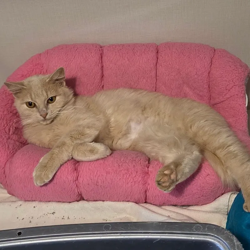 A baby medium-sized male Domestic Medium Hair cat named Frenchy for adoption in Hutchinson, MN