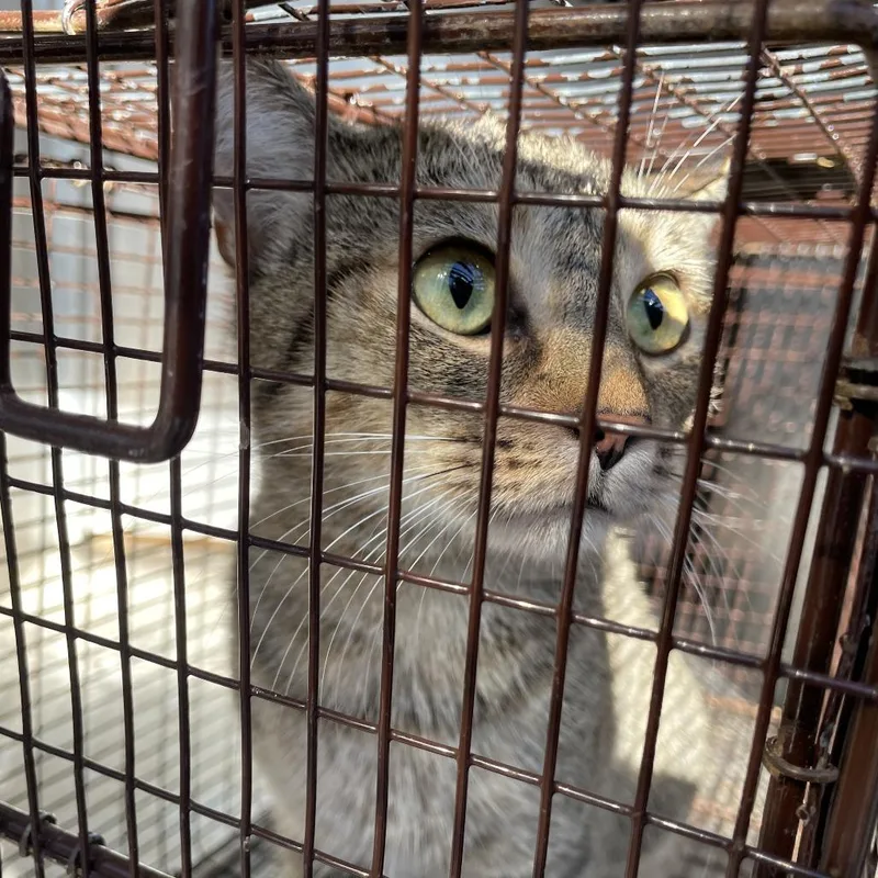 An adult medium-sized male Domestic Short Hair cat named Tostada for adoption in Austin, TX
