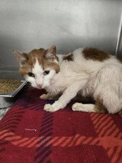 A senior small-sized male Orange & White Domestic Short Hair cat named CA  Torben HHS for adoption in Glen Allen, VA