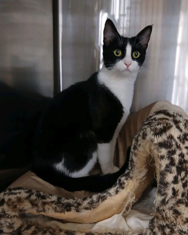 An adult medium-sized female Black & White / Tuxedo Domestic Short Hair cat named Cleo for adoption in Philadelphia, PA