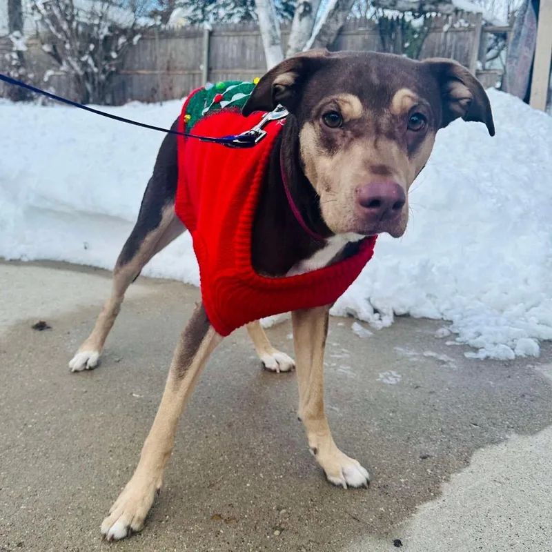 A young medium-sized female Brown / Chocolate Hound dog named Rosey for adoption in Stoughton, WI
