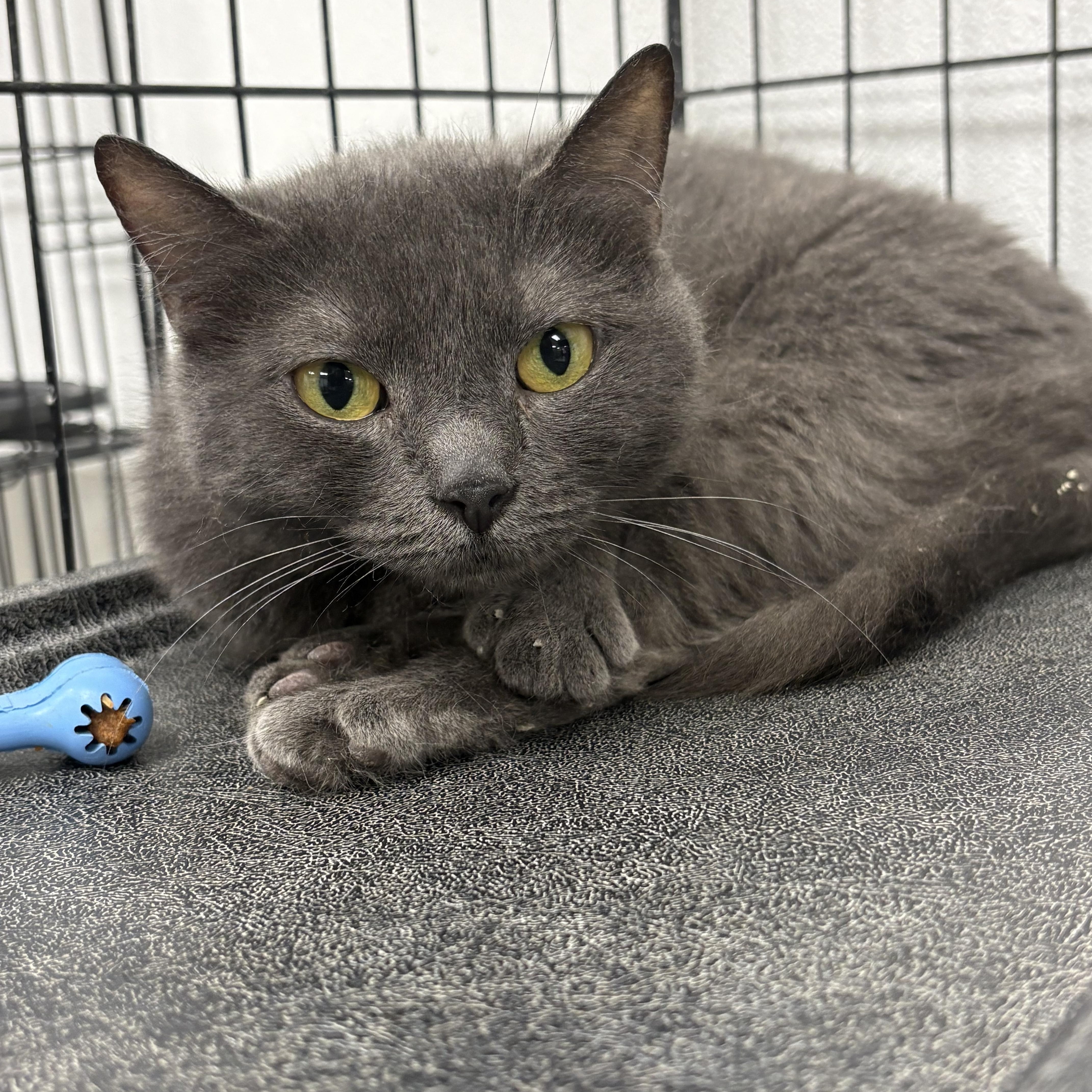 A young medium-sized female Gray / Blue / Silver Domestic Short Hair cat named Tea for adoption in Youngstown, OH