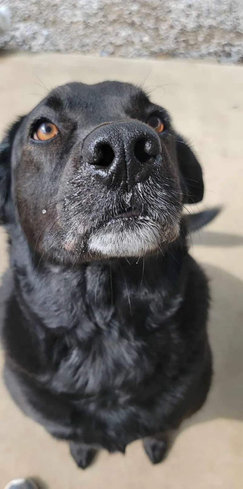 An adult large-sized male Black Labrador Retriever dog named Russell for adoption in Grant, AL