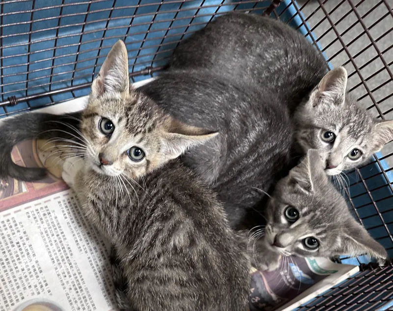 A baby small-sized male Domestic Short Hair cat named Linen for adoption in Los Angeles, CA