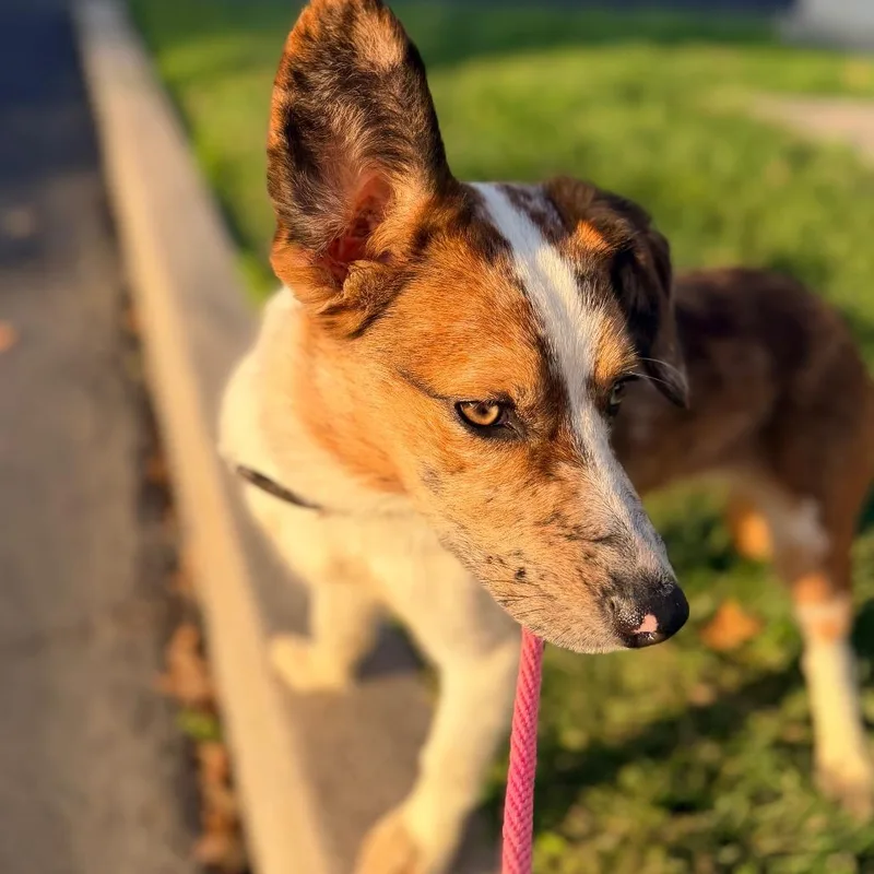 A baby small-sized female Border Collie dog named Callie for adoption in Chico, CA