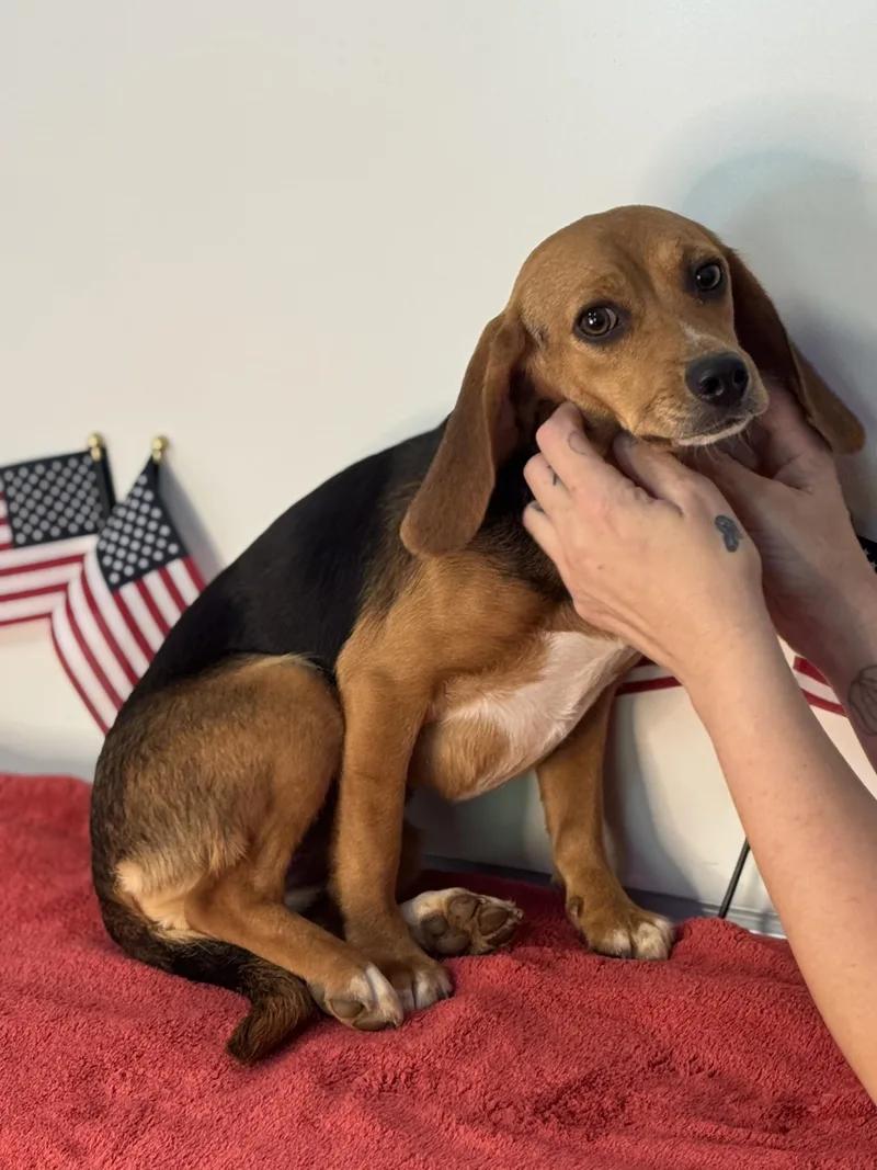 A young small-sized female Black Beagle dog named Liberty Belle for adoption in Meherrin, VA