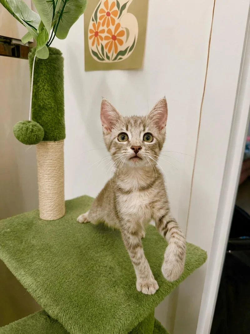 A baby small-sized male Gray / Blue / Silver Domestic Short Hair cat named Harp & Harbor Bonded for adoption in Boca Raton, FL