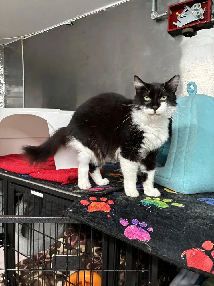 Majestic Medusa thumbnail 2