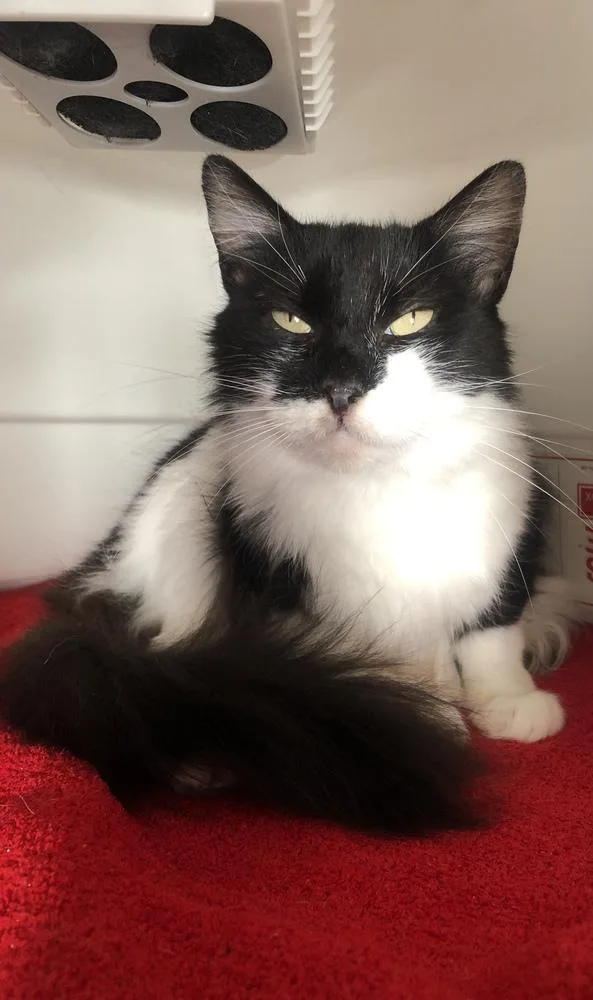 Majestic Medusa thumbnail 3