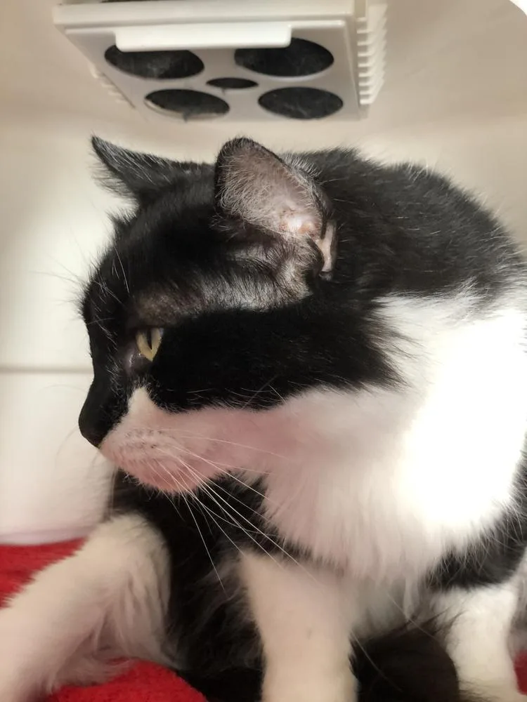 Majestic Medusa thumbnail 4