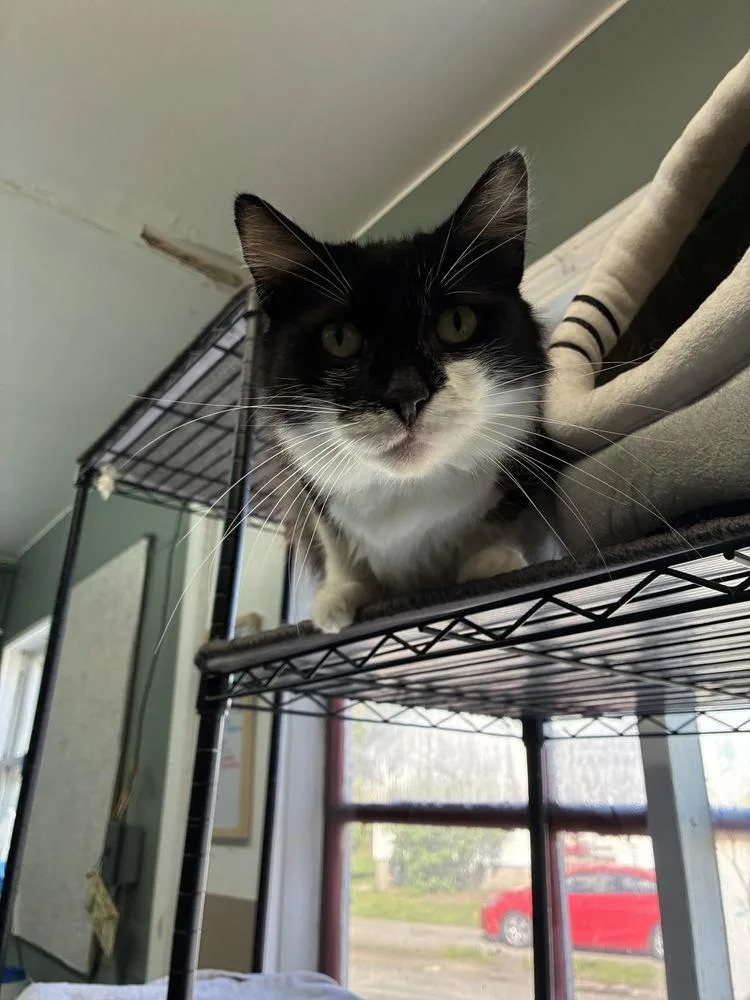 Majestic Medusa thumbnail 5