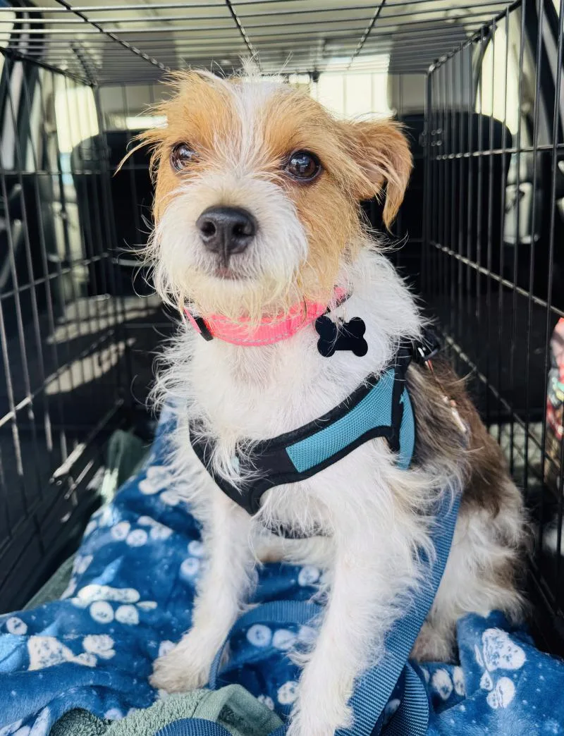 An adult small-sized male White / Cream Terrier dog named Pickles for adoption in Valley Village, CA