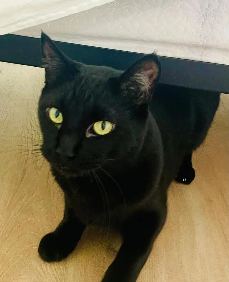 A senior medium-sized male Black Domestic Short Hair cat named Marcus for adoption in Oceanside, CA