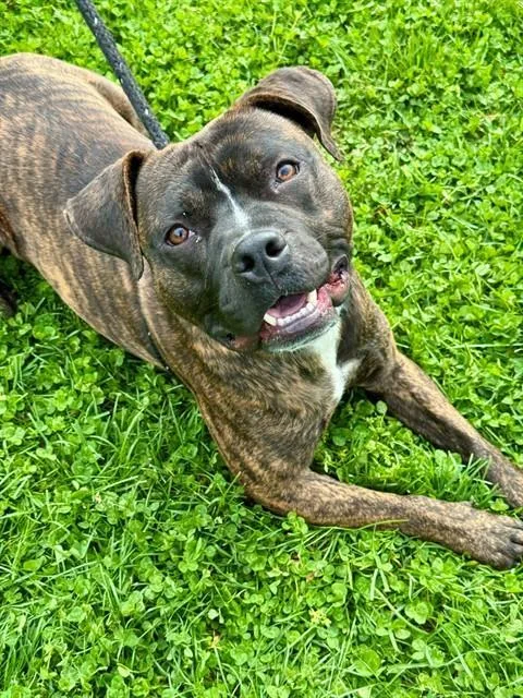 A young large-sized male Boxer dog named Dexter for adoption in Olivette, MO
