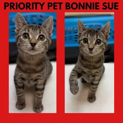 Bonnie Sue `a Priority thumbnail 2