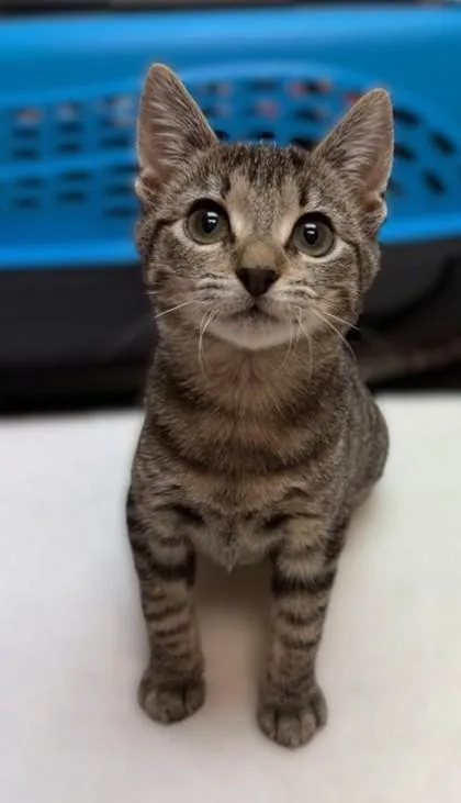 Bonnie Sue `a Priority thumbnail 3