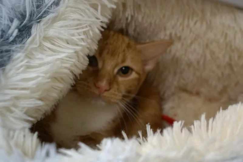 A young medium-sized female Tabby cat named Hei Hei for adoption in New Milford, CT