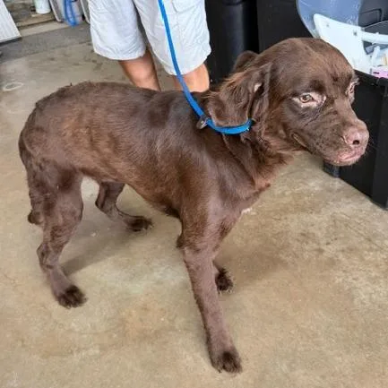 An adult medium-sized male Brown / Chocolate Mixed Breed dog named Dennis for adoption in Denison, TX