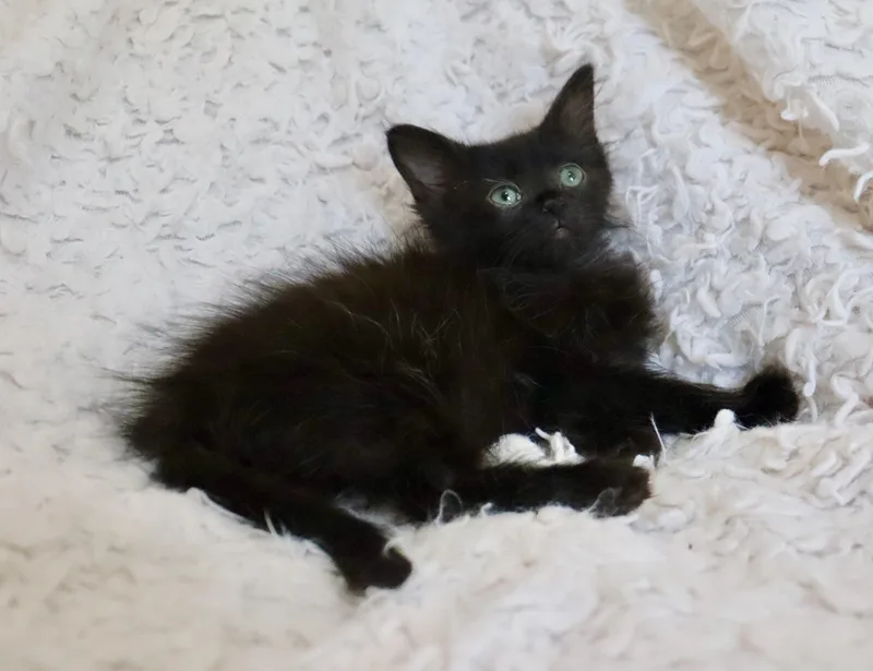 Delilah