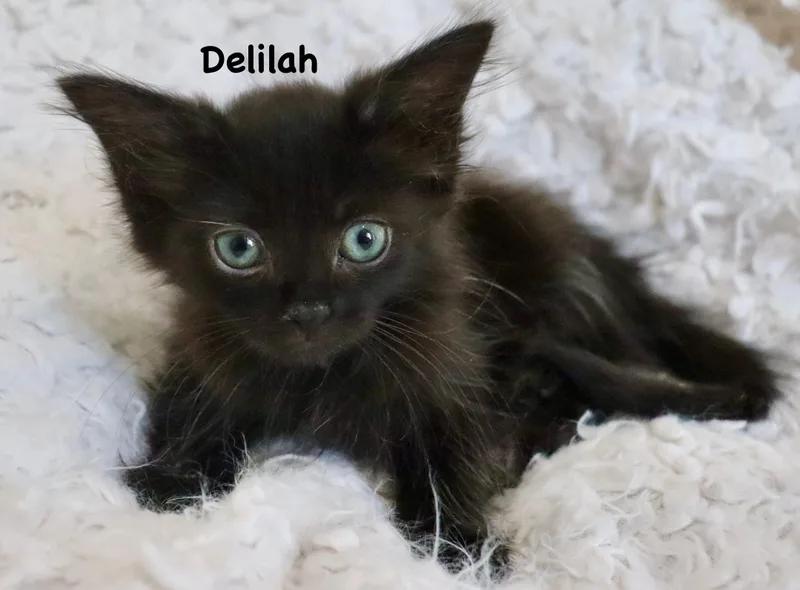Delilah thumbnail 3