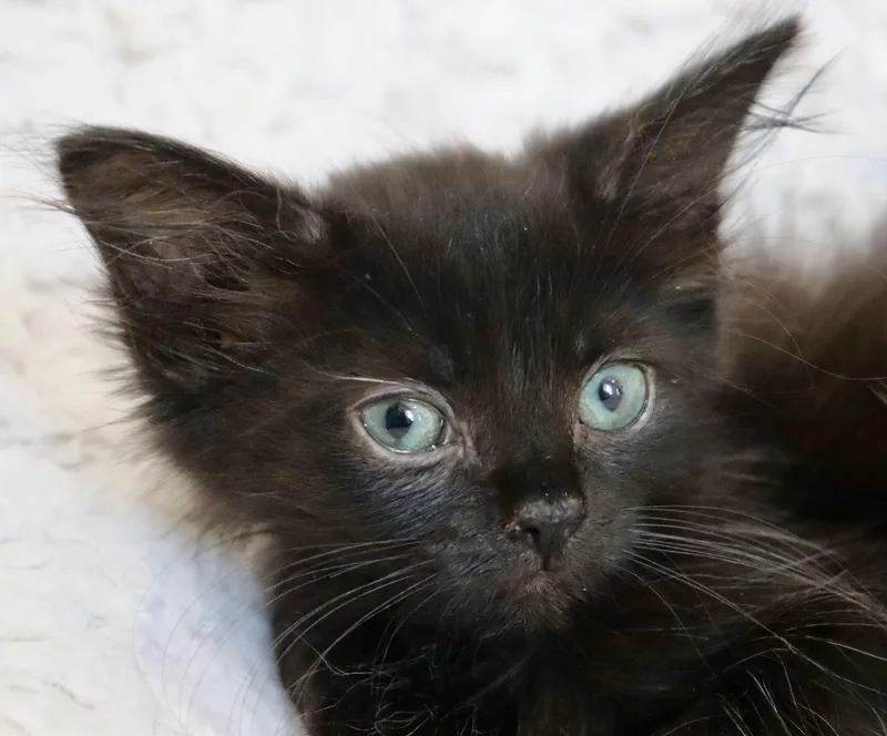 Delilah thumbnail 4