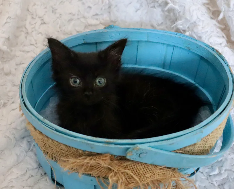 Delilah thumbnail 6