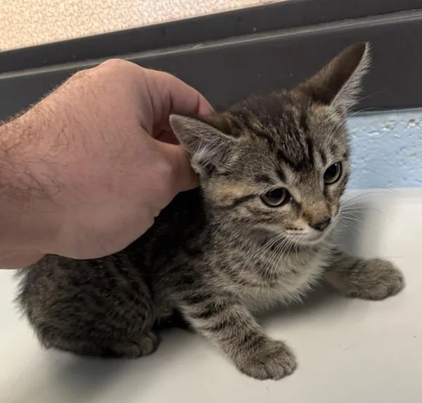 A baby small-sized female Domestic Short Hair cat named Kd Raya for adoption in Lawrenceville, GA