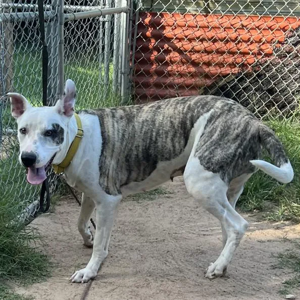 A young medium-sized female White / Cream Plott Hound dog named Shaz Baz for adoption in Austin, TX