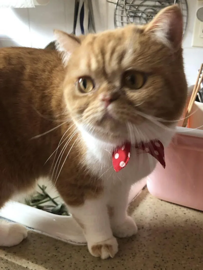 An adult medium-sized male Orange & White Exotic Shorthair cat named Gege for adoption in Staten Island, NY